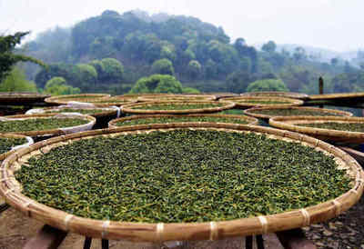 四月寻茶香，南方春意浓