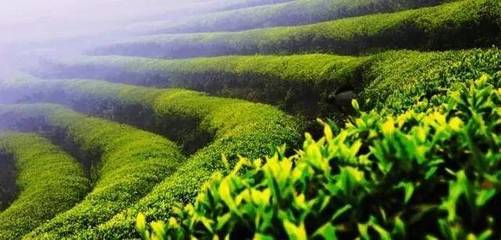 有机茶 引领未来茶叶市场的新趋势