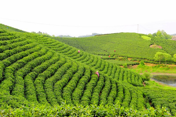 信阳 以茶兴业富农真